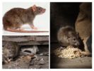 Skader fra rotter