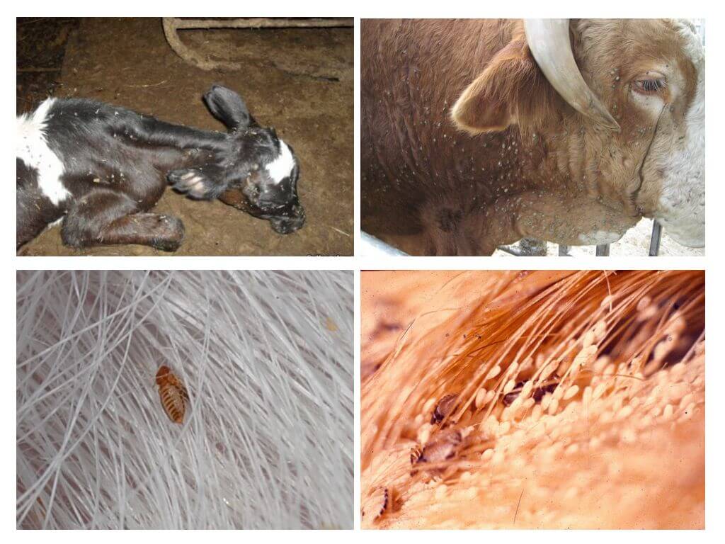 Behandling af lus hos køer og kalve