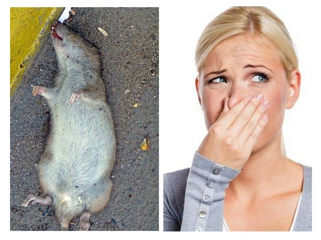 How to get rid of the smell of a dead rat under the floor