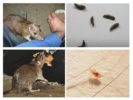 Cómo las ratas infectan a los humanos