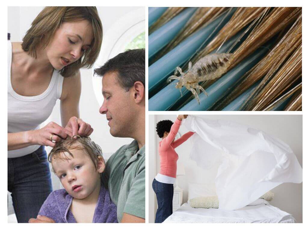 What head lice are afraid of