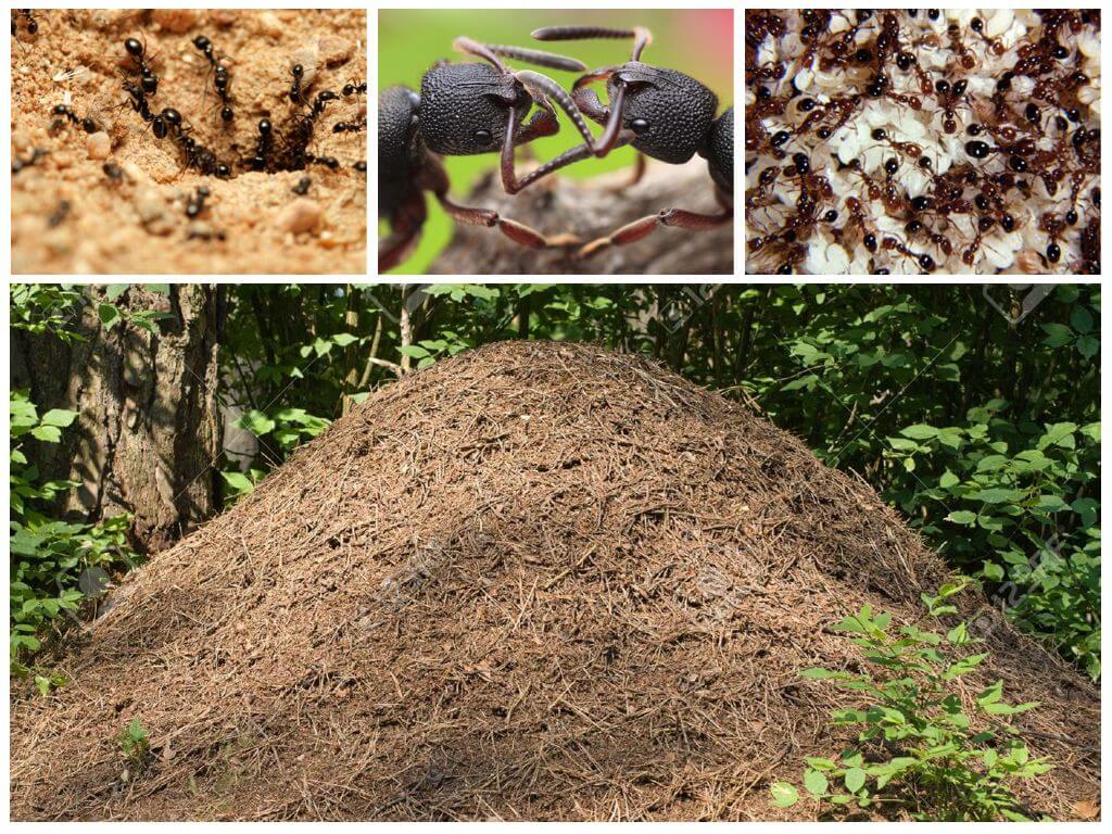 La vie des fourmis dans une fourmilière