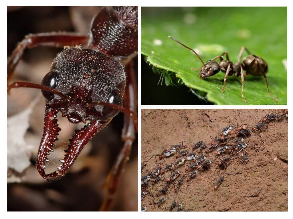 Mravenčí život