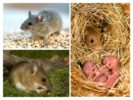 Mode de vie des souris