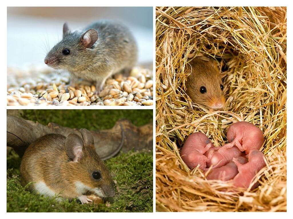 Životnosť myši