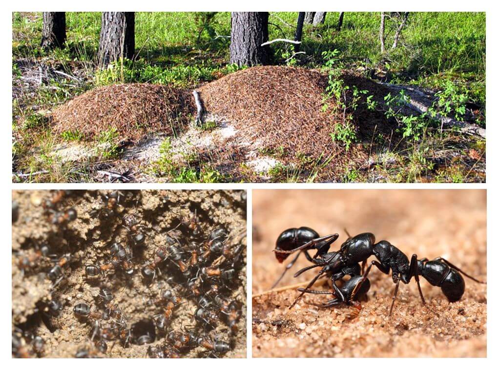 Život mravenců