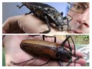 Biggest beetle