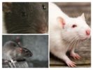 Vision bei Ratten