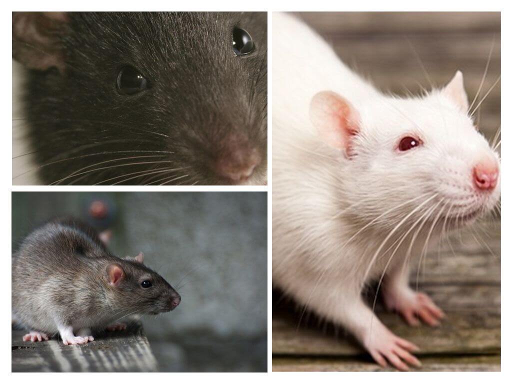 Vision in rats