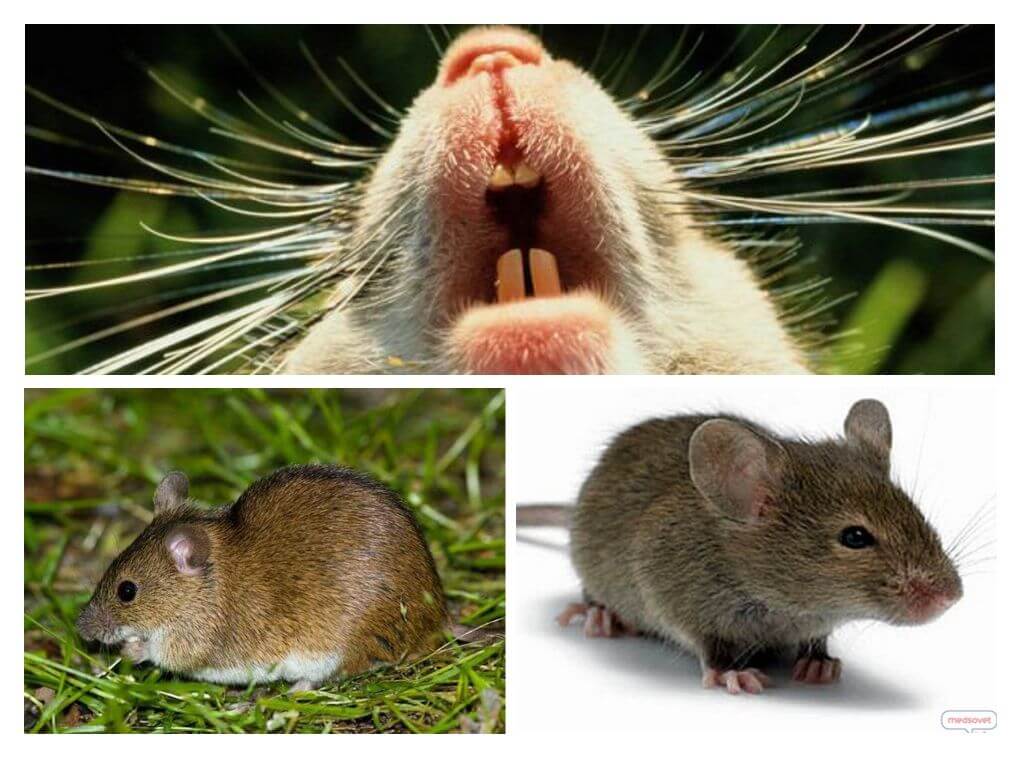 Rodzaje I Odmiany myszy Ich Opis I Zdj cie