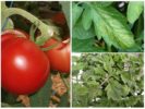 Blattläuse auf Tomaten