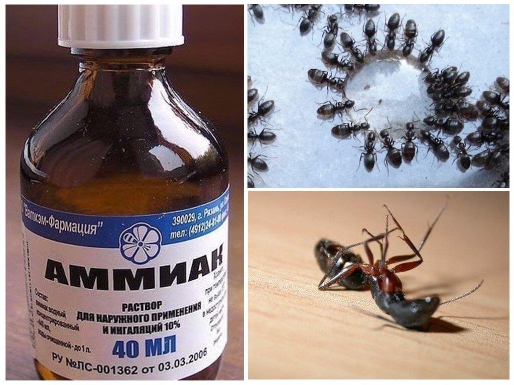 Ammoniac liquide provenant des fourmis et des pucerons