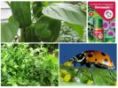 Biological methods from aphids