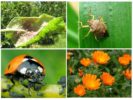 Methoden zur Bekämpfung von biologischen Blattläusen