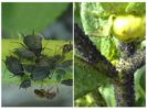 Aphids on green tomato