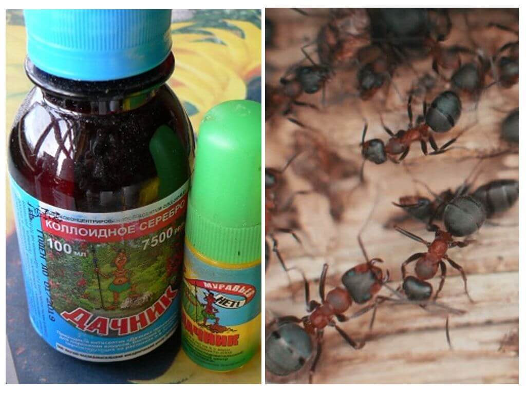 Prostředky léto obyvatel od mravenců