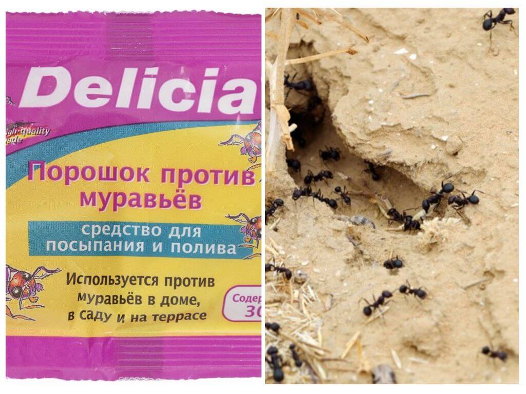 Delicia Ant Powder