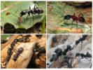 Drevorubačské mravce