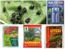 Aphid Control Chemicals