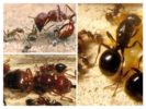 Ameisenhaufen-Hierarchie