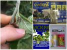 The drug from aphids Golden Spark