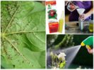 Using Aphid Chemical