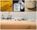 Folk remedies for ants