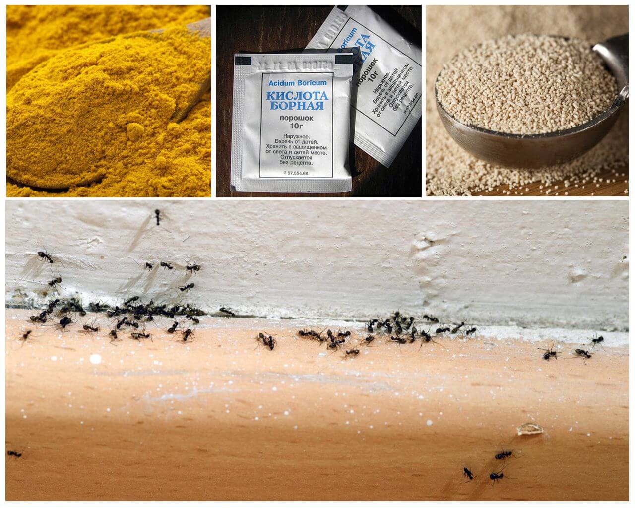 Remedies from ants in the house in the country