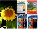 Pestizide von Blattläusen auf Sonnenblumen