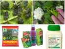 Pest Insecticides