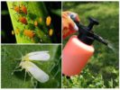 Die Wirkung des Arzneimittels gegen Blattläuse und Weiße Fliegen