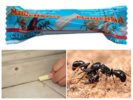 Masha ceruzka na boj proti mravcom