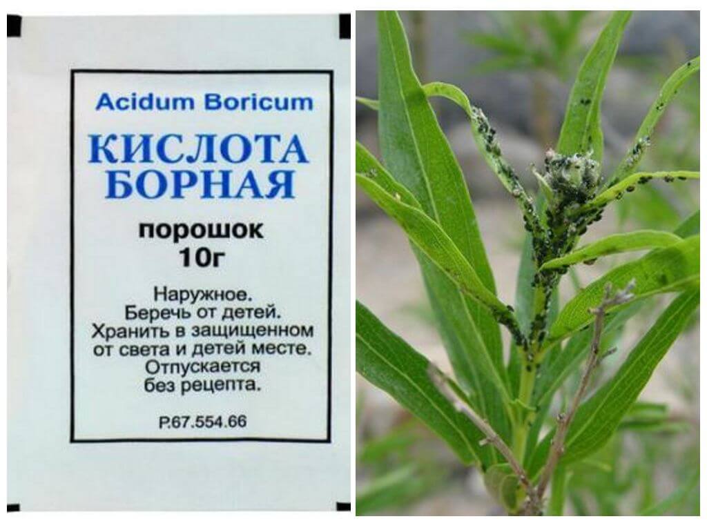 Boric acid versus aphids