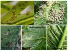 Aphid classification
