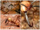 Nomader - myrer