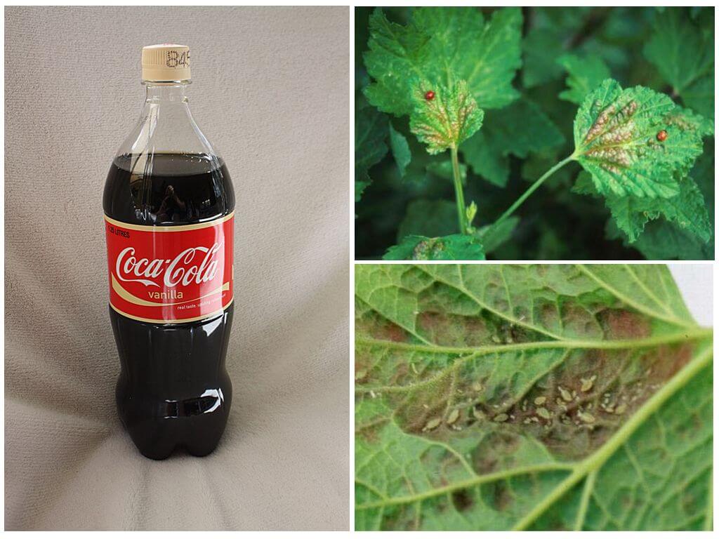 Coca-Cola from aphids