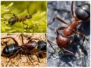 Lesné červené mravce