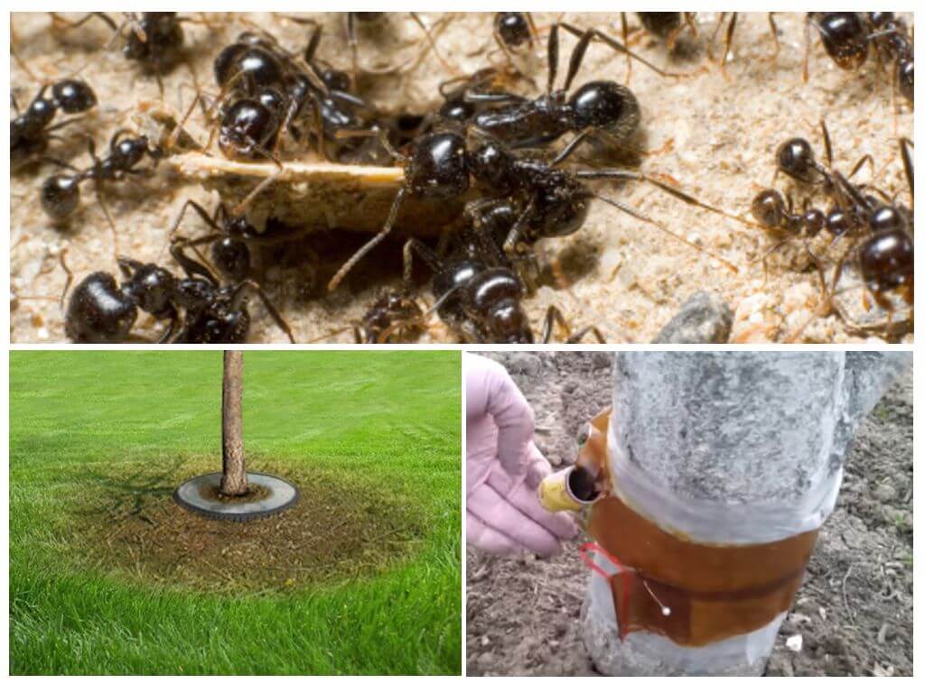 DIY pasti pro mravence na stromech