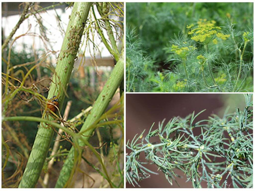 How and how to get rid of aphids on dill