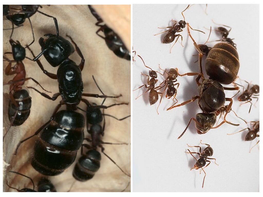 Děloha mravenců