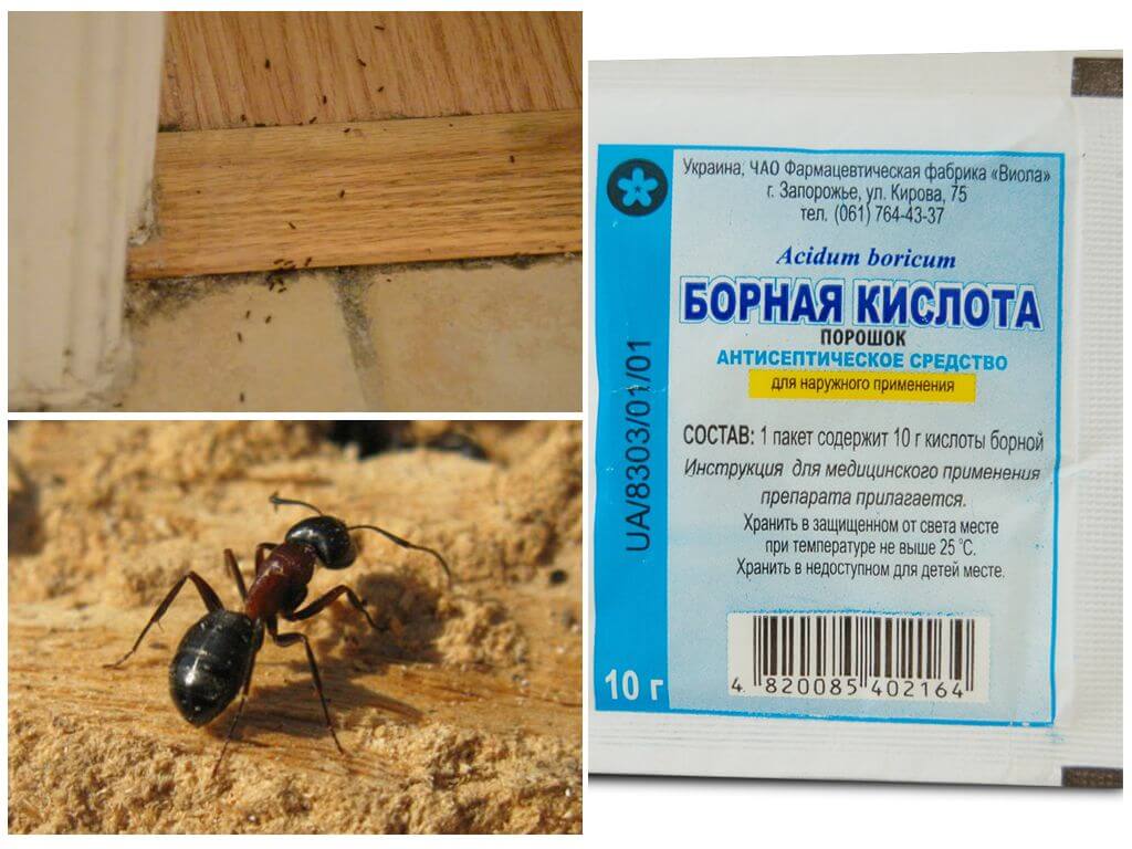 Jak dostat mravence z dřevěného domu