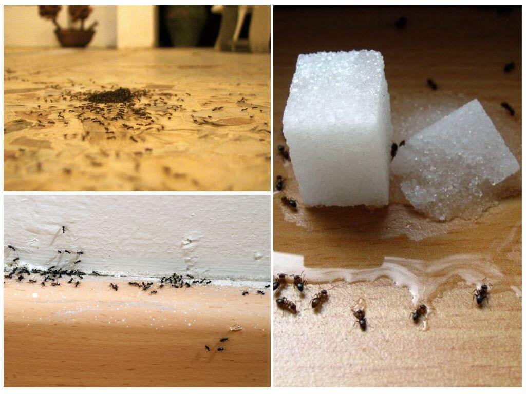 How to get ants out of an apartment at home