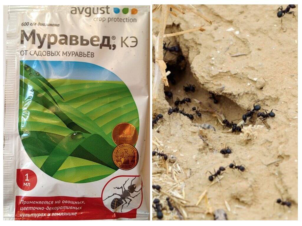 Remède pour les fourmis Fourmilier instructions et avis