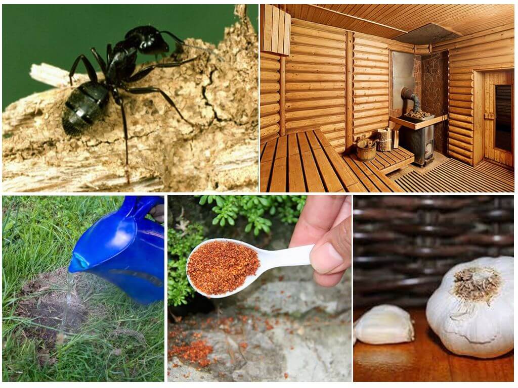 Jak dostat mravence z vany