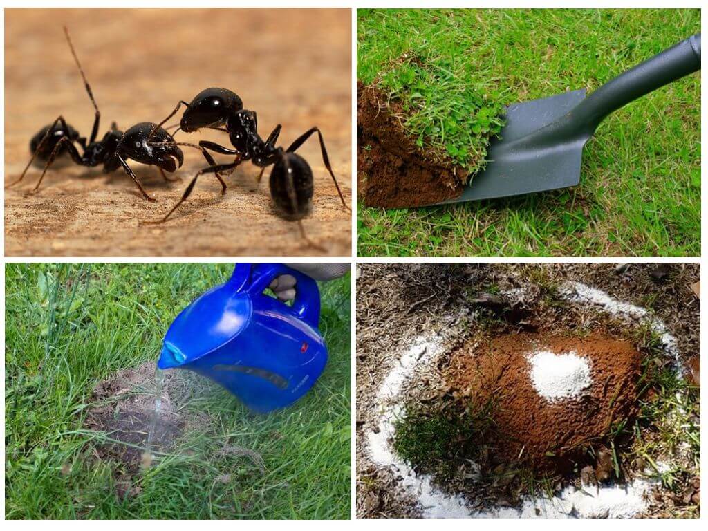 Comment se débarrasser des fourmis dans le jardin avec des remèdes populaires