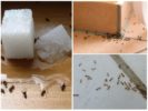 Mravce v dome