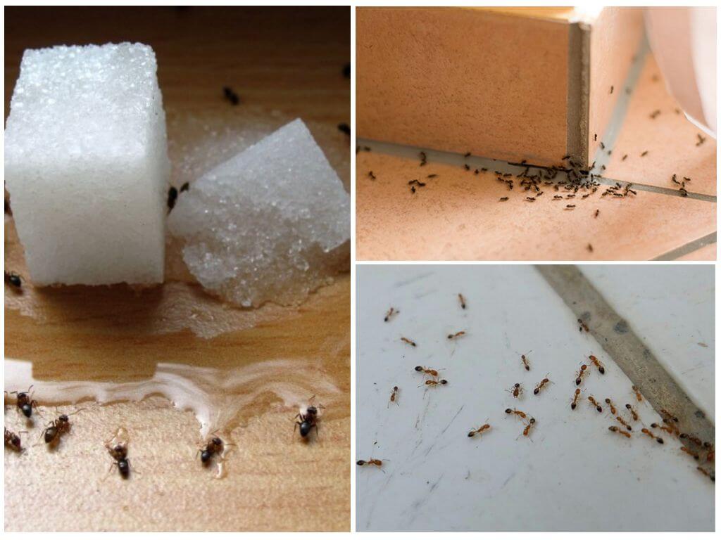 Jak se zbavit mravenců v soukromém domě s lidovými prostředky