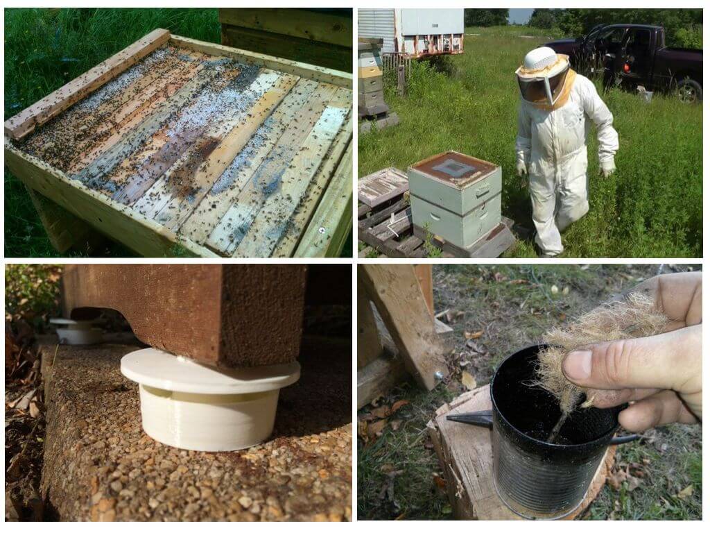 Jak se zbavit mravenců v včelín s lidovými prostředky