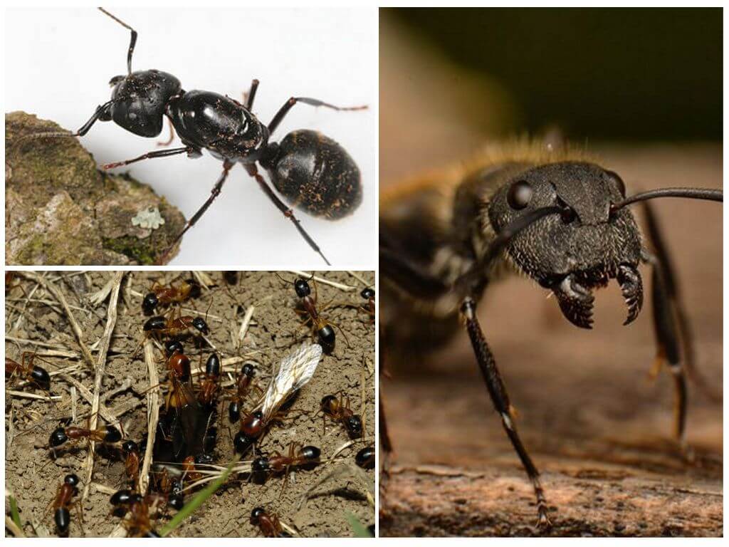 Dřevorubci mravenci