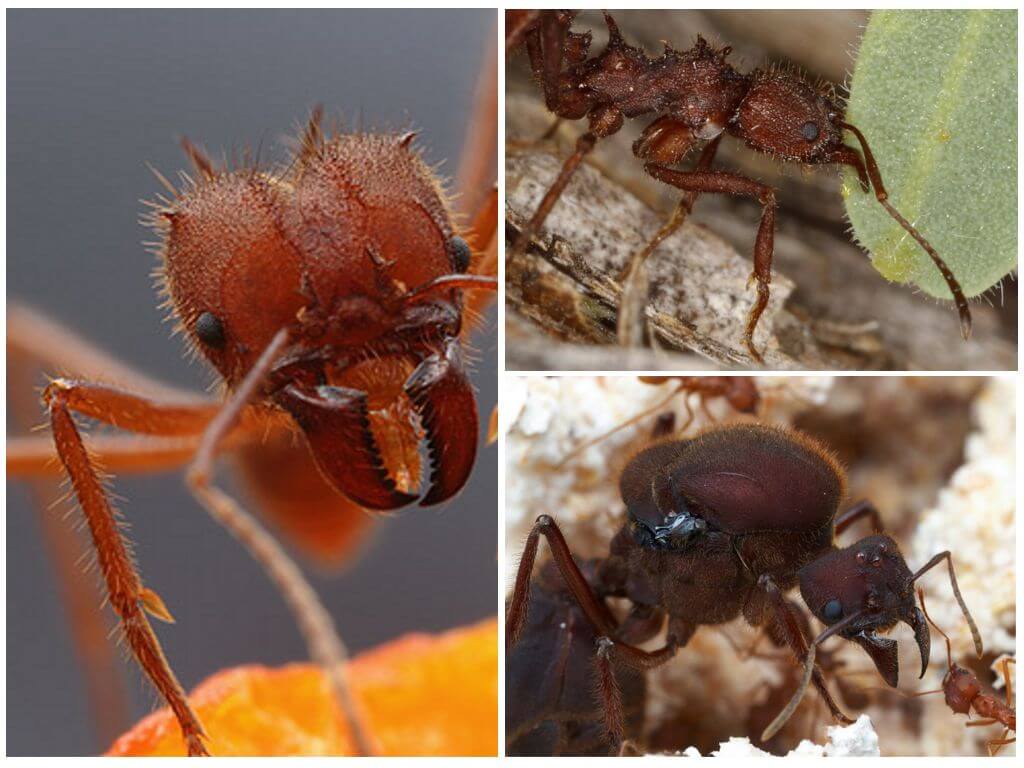 Große schwarze Ameisen - Foto und Beschreibung